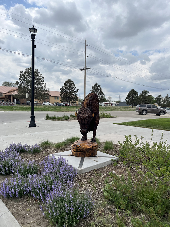 Bison Bust